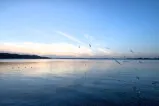 Gruppe von Vögeln fliegt über einen ruhigen See unter einem bewölkten Himmel