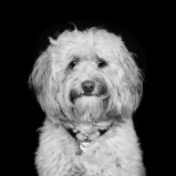 A companion dog, possibly a poodle crossbreed or labradoodle, with long hair on the 12. 18. Investment Management GmbH website.