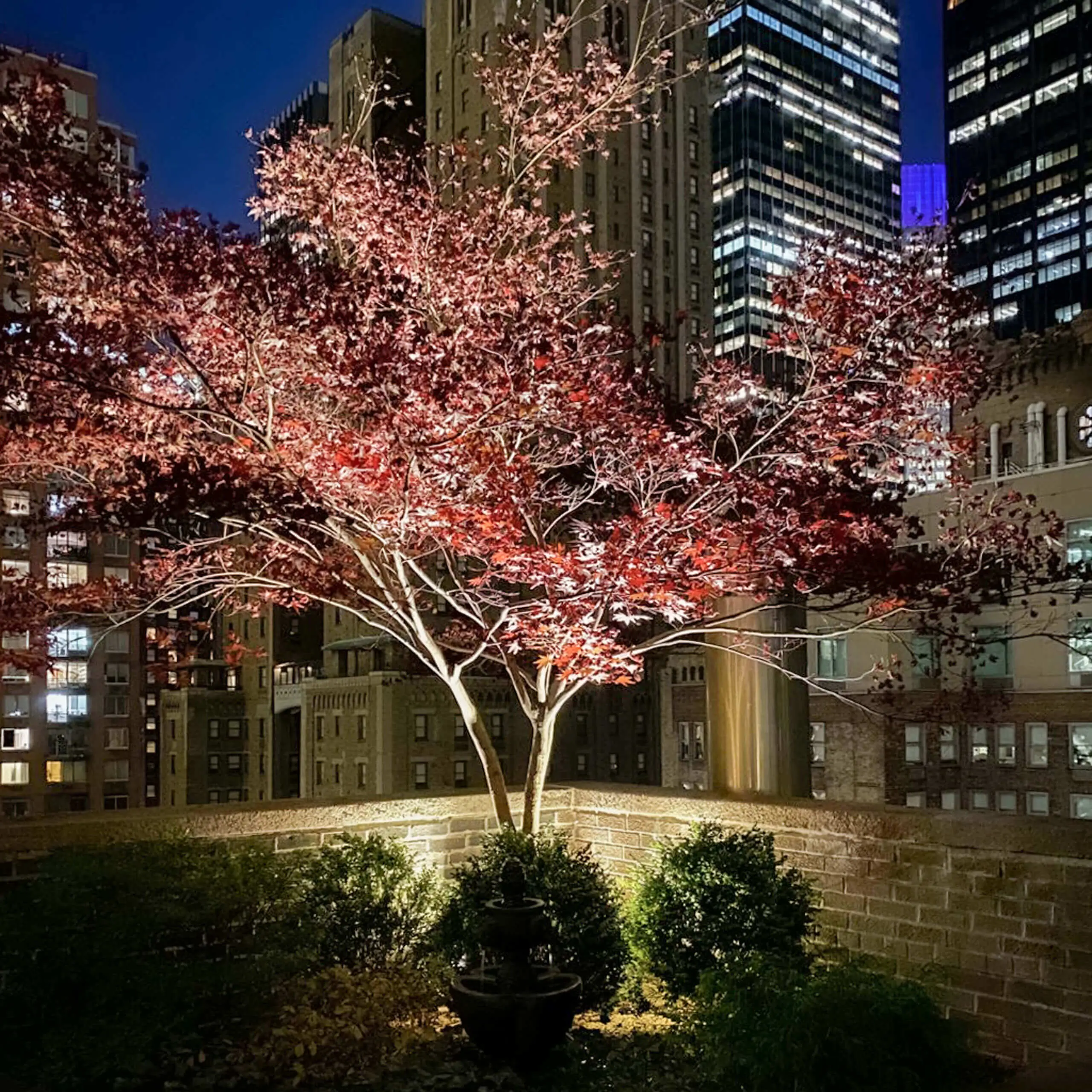 Ein beleuchteter Baum mit roten Blättern steht zwischen hohen Gebäuden in der Stadt bei Nacht.