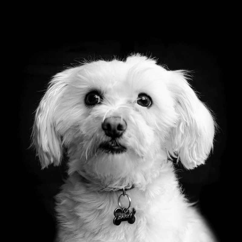 Ein weißer Hund mit einem Halsband, möglicherweise ein Malteser Terrier